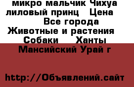 микро мальчик Чихуа лиловый принц › Цена ­ 90 - Все города Животные и растения » Собаки   . Ханты-Мансийский,Урай г.